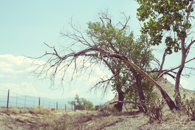 image for "Willow"